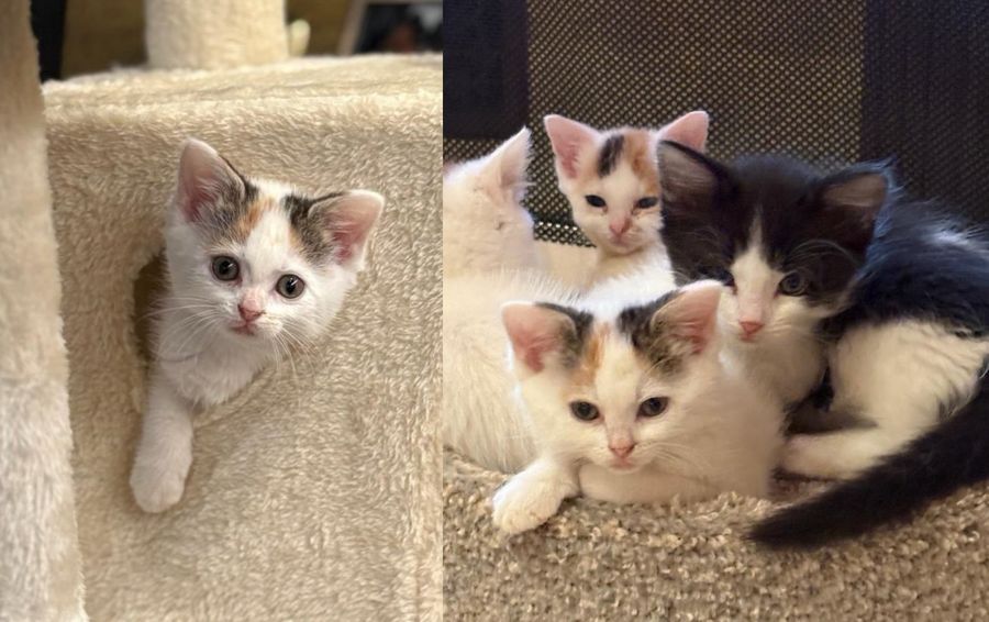 kittens snuggles cat tree