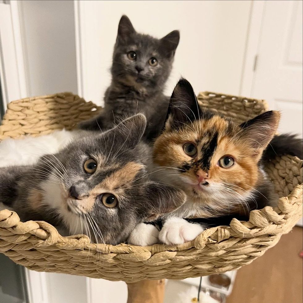 kittens snuggles cat tree