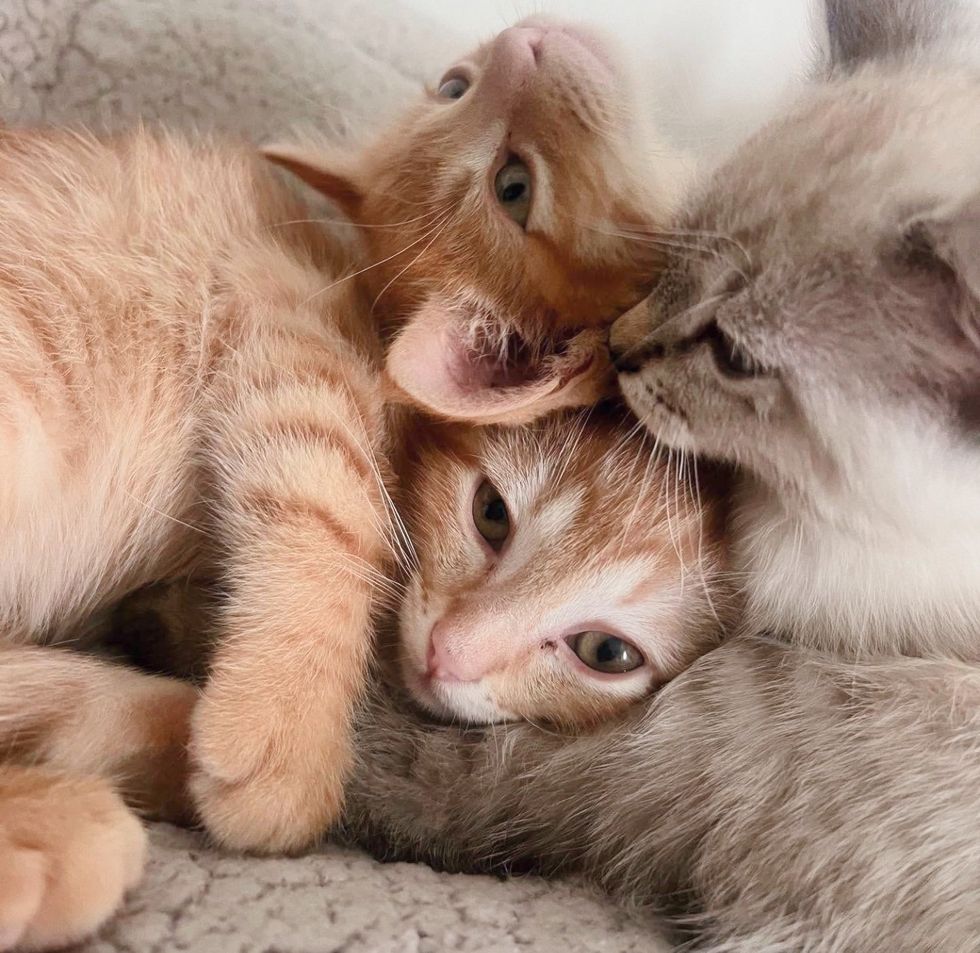kittens snuggles cute