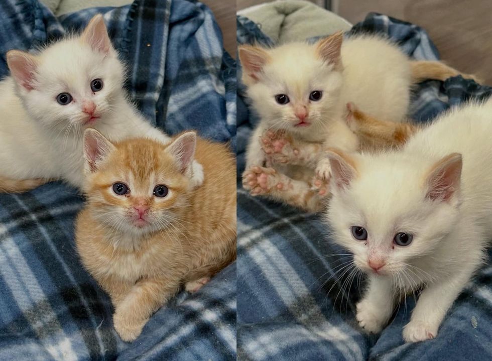 kittens snuggles friends