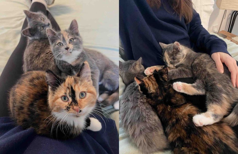 kittens snuggles lap cats