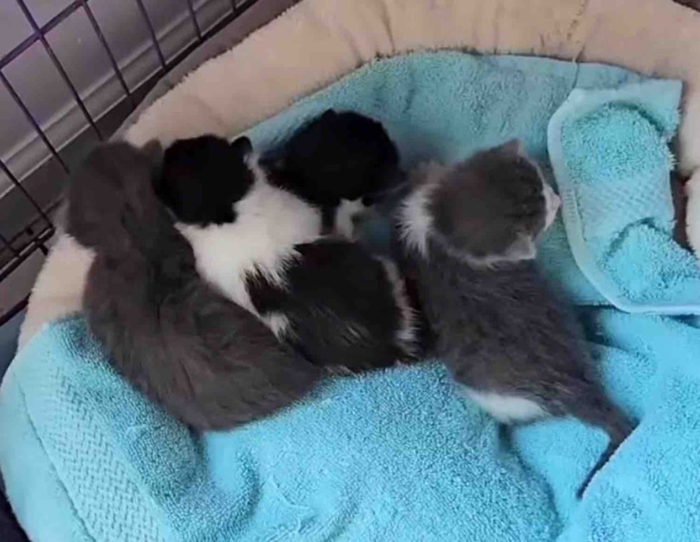 kittens snuggles pile