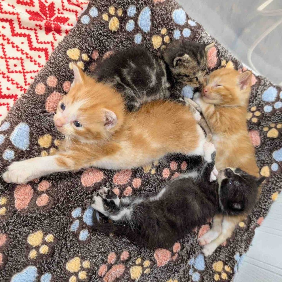 kittens snuggles siblings