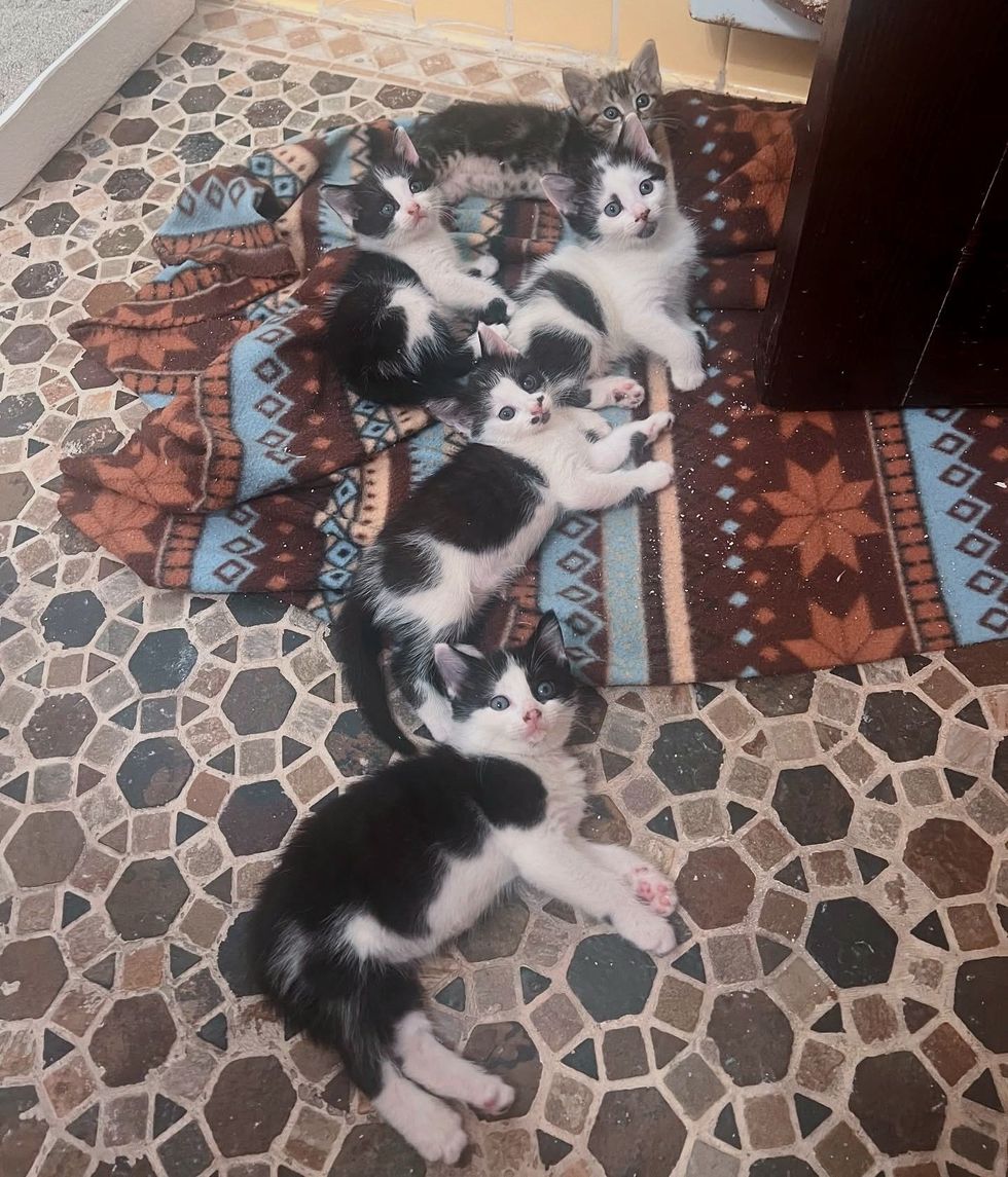 kittens snuggles