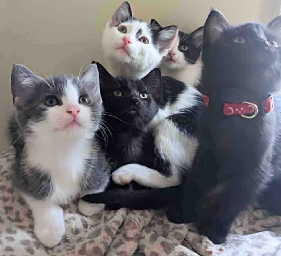 kittens snuggles
