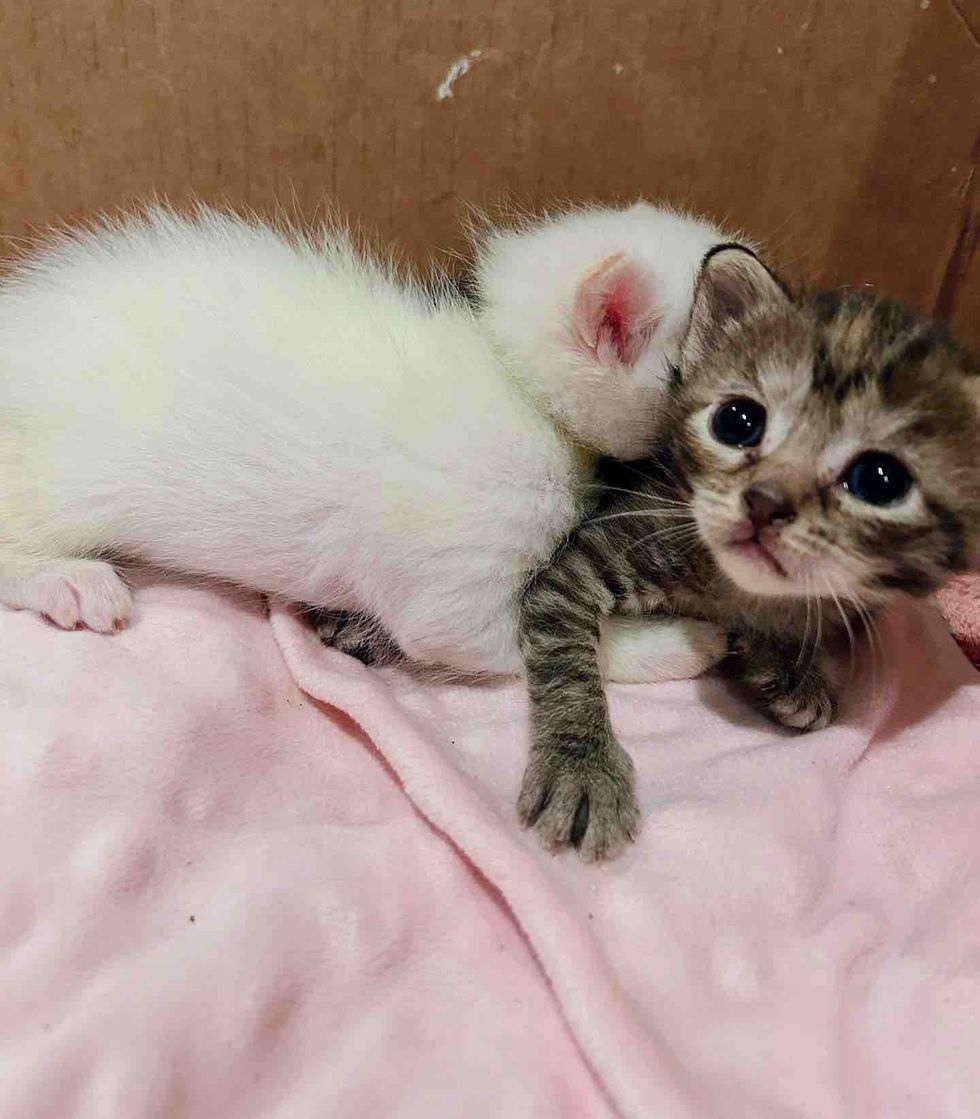 kittens snuggles