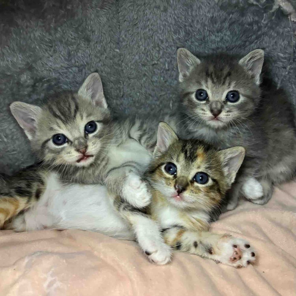 kittens snuggling bed