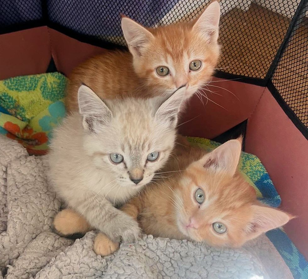 kittens snuggling cute