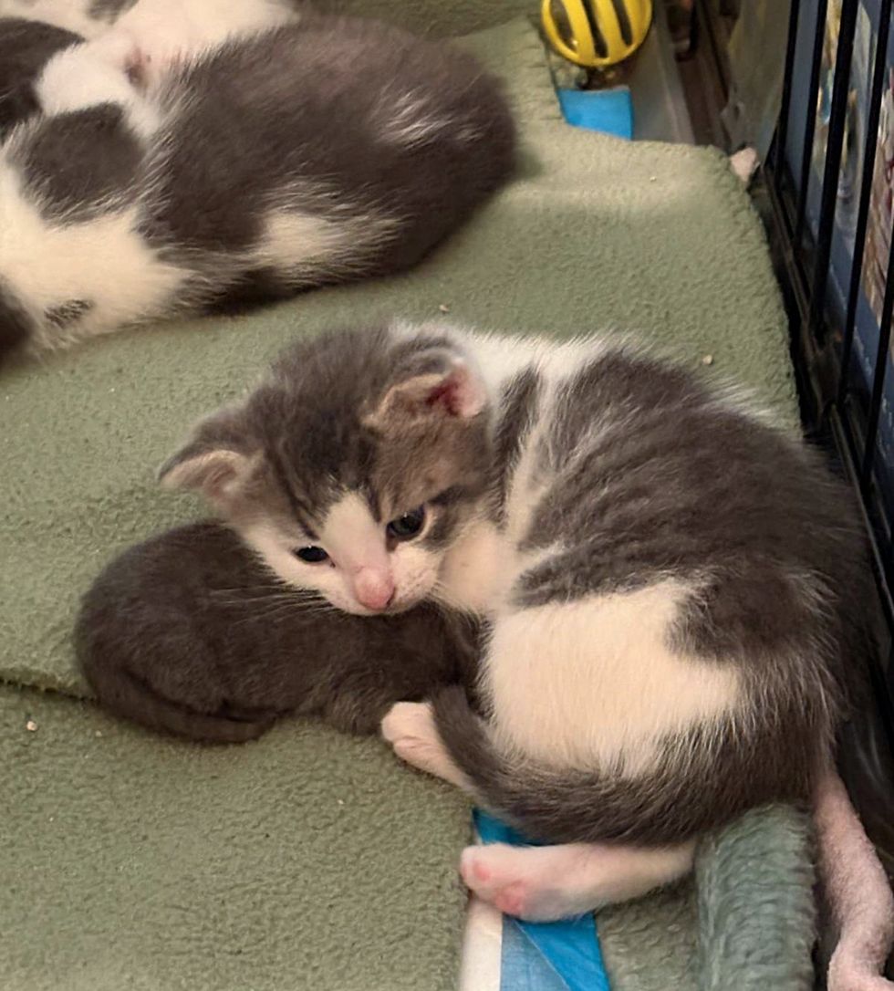 kittens snuggling cute