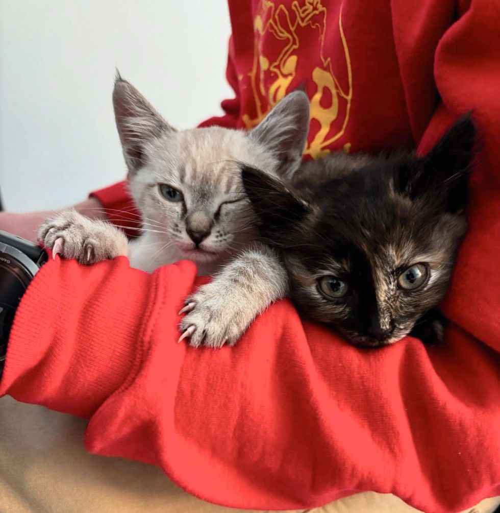 kittens snuggling hugs