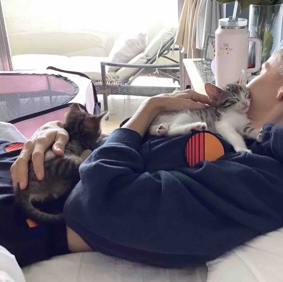 kittens snuggling sleeping