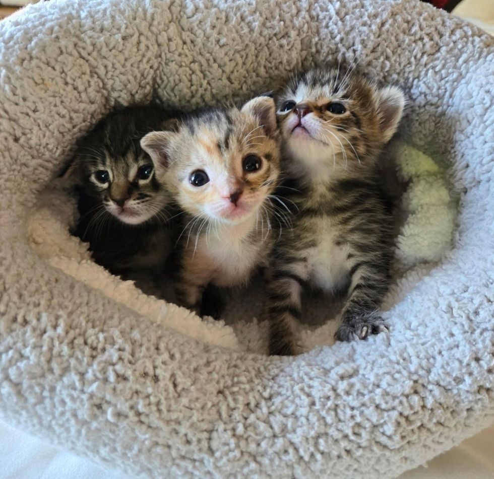 kittens snuggly bed cute