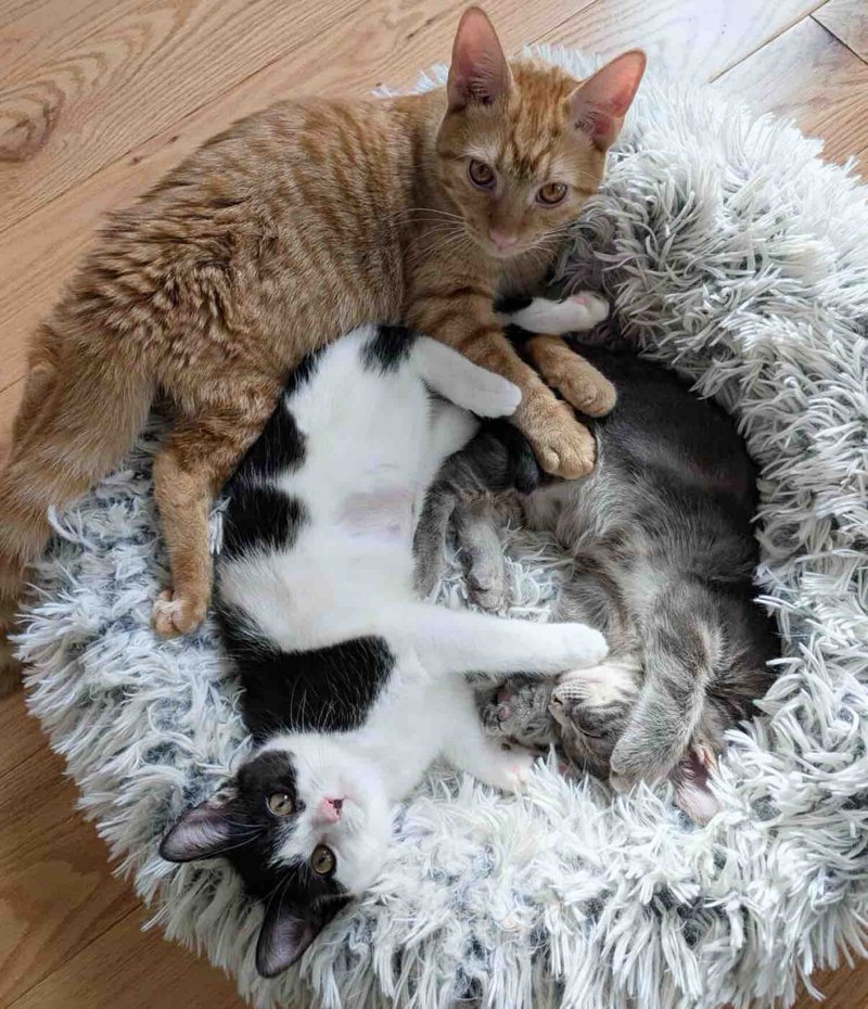 kittens snuggly bed