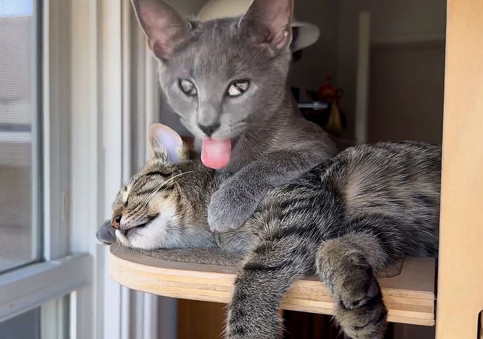 kittens snuggly best friends