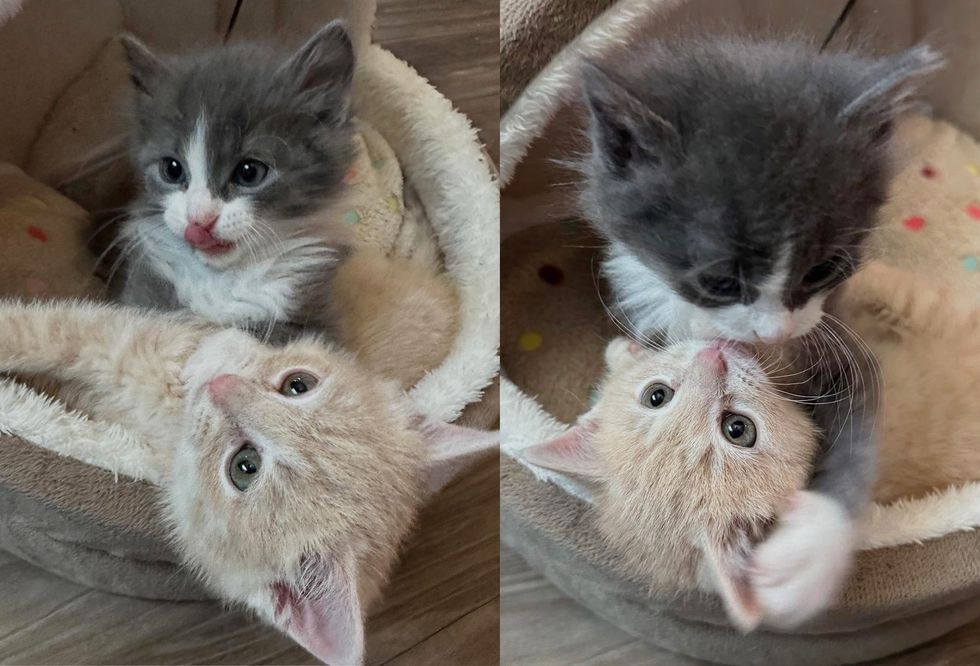 kittens snuggly best friends