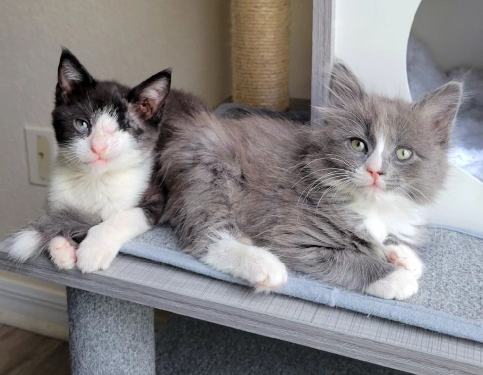 kittens snuggly best friends