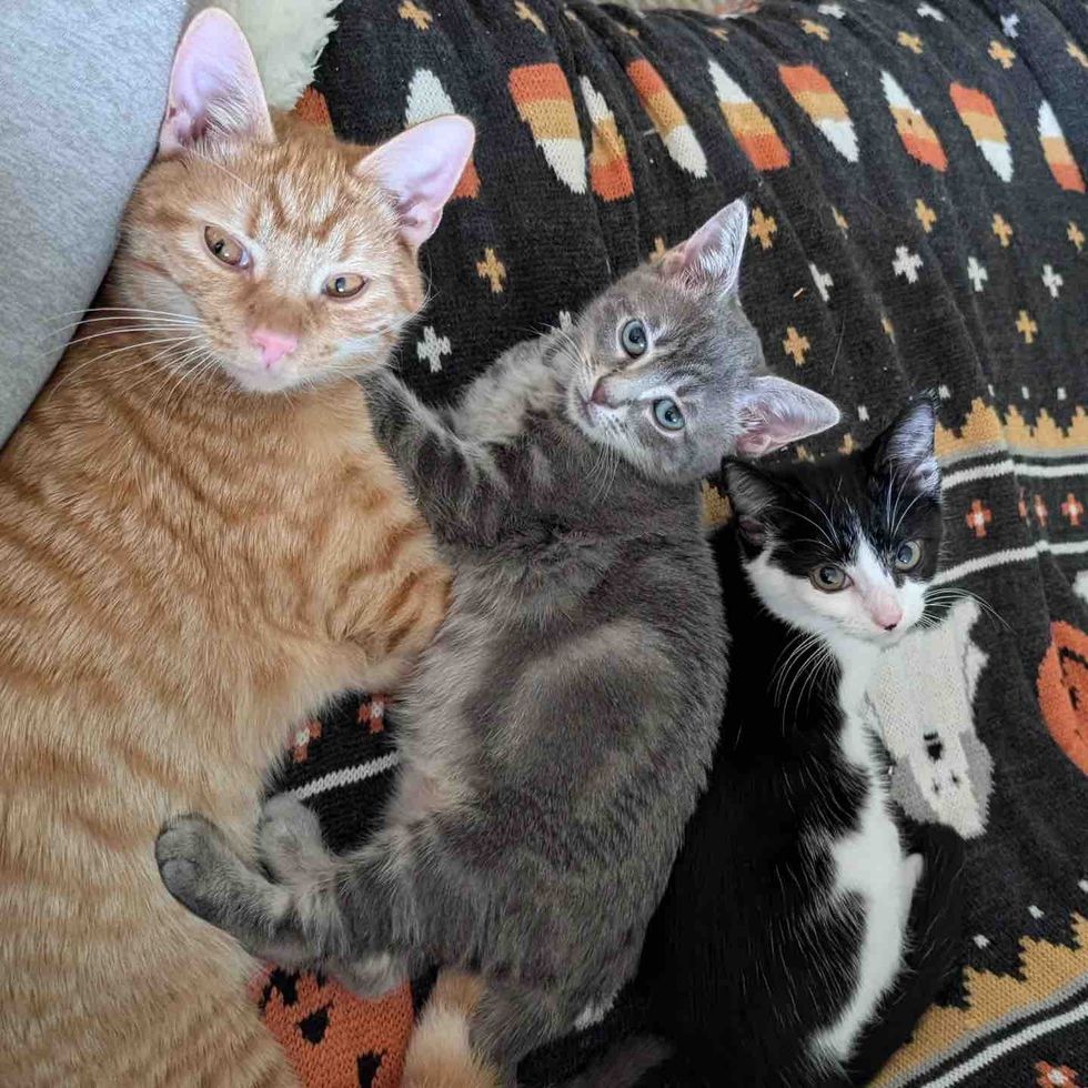 kittens snuggly bunch