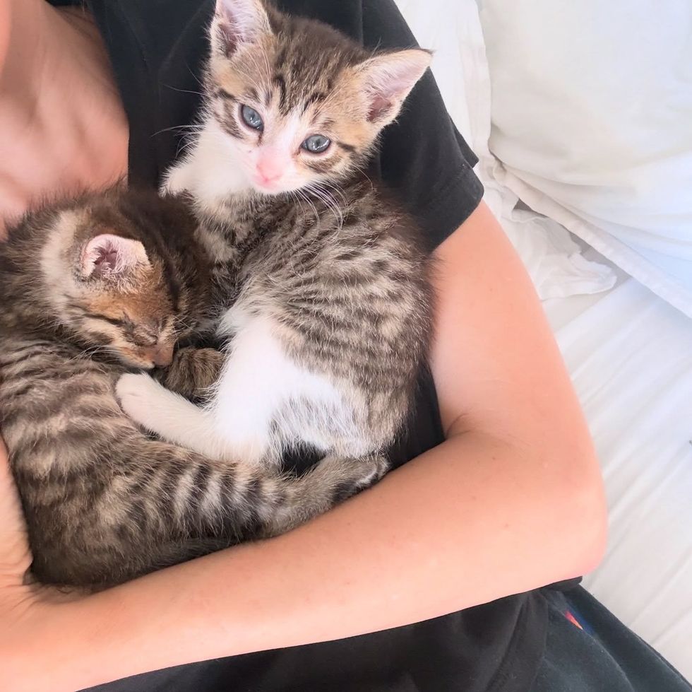 kittens snuggly cuddle bugs