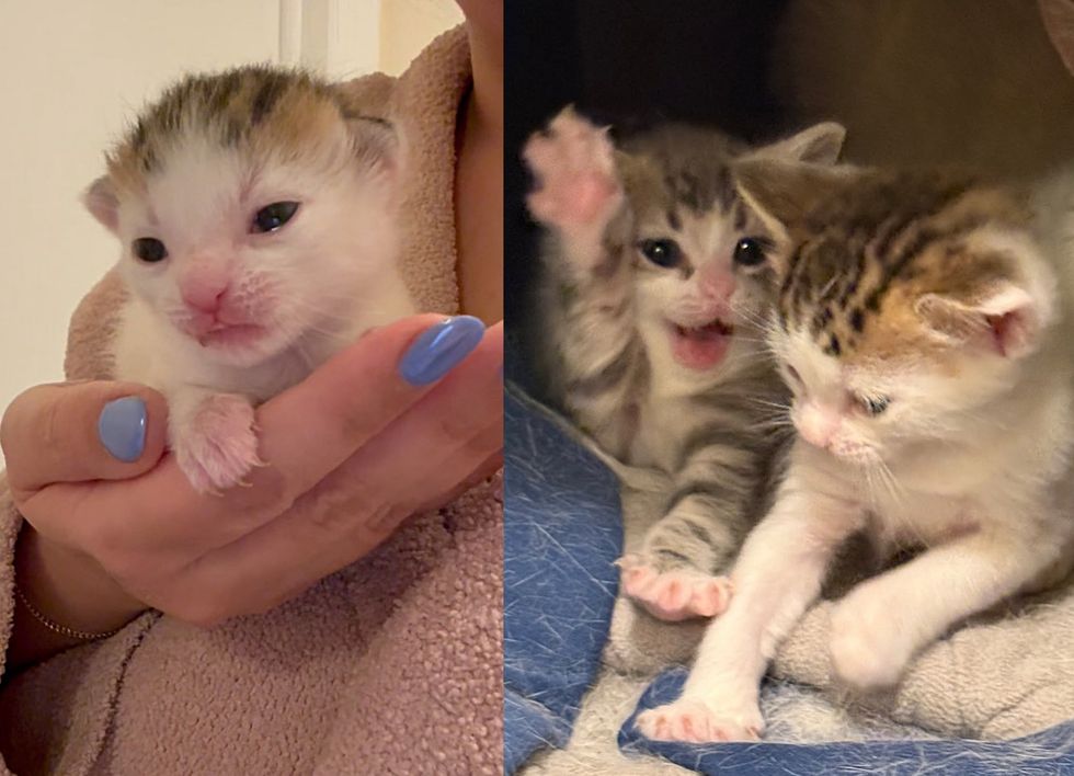 kittens snuggly cute