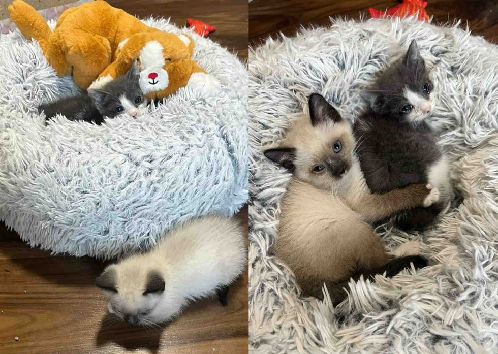 kittens snuggly fluffy bed