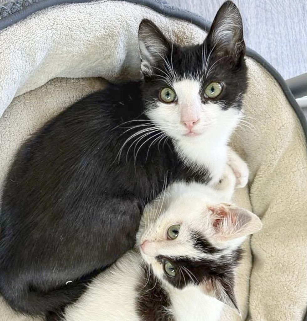 kittens snuggly friends