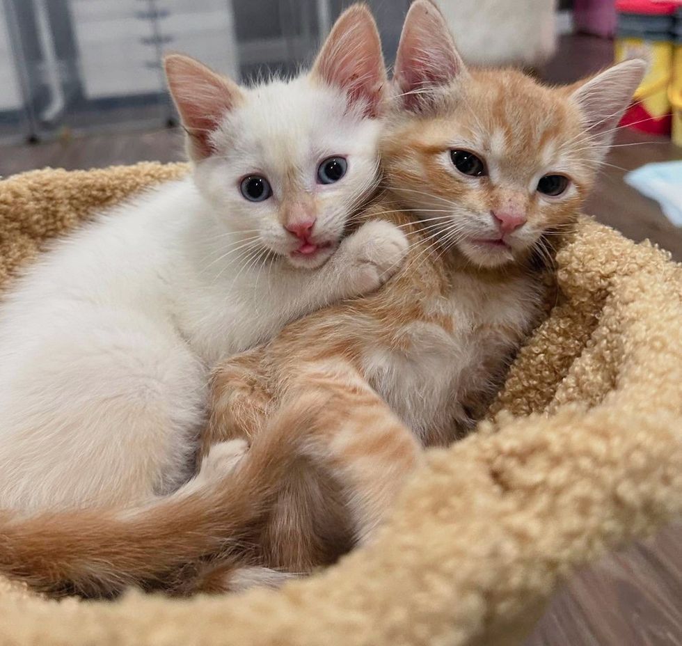 kittens snuggly friends