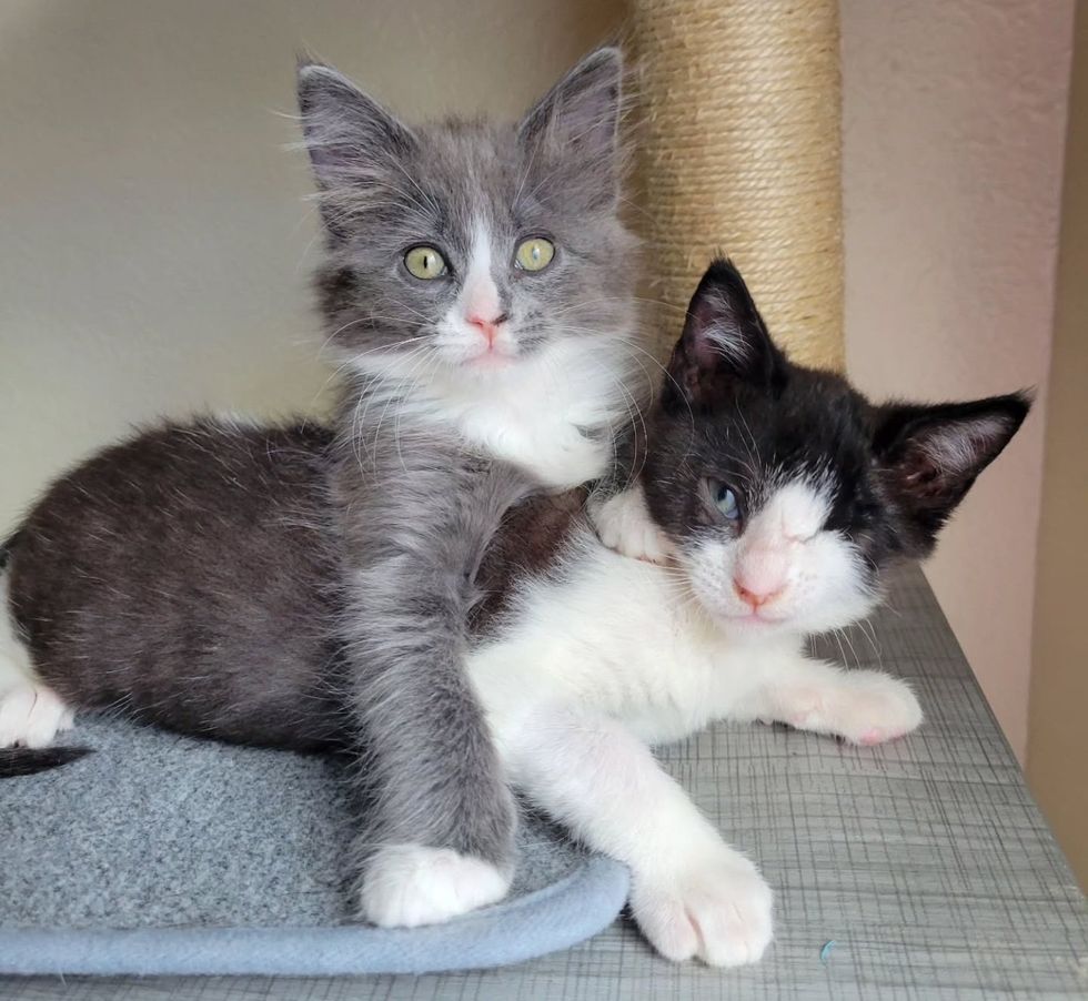 kittens snuggly friends