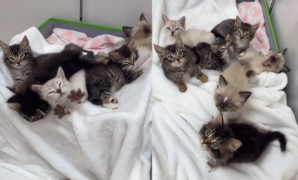 kittens snuggly pile