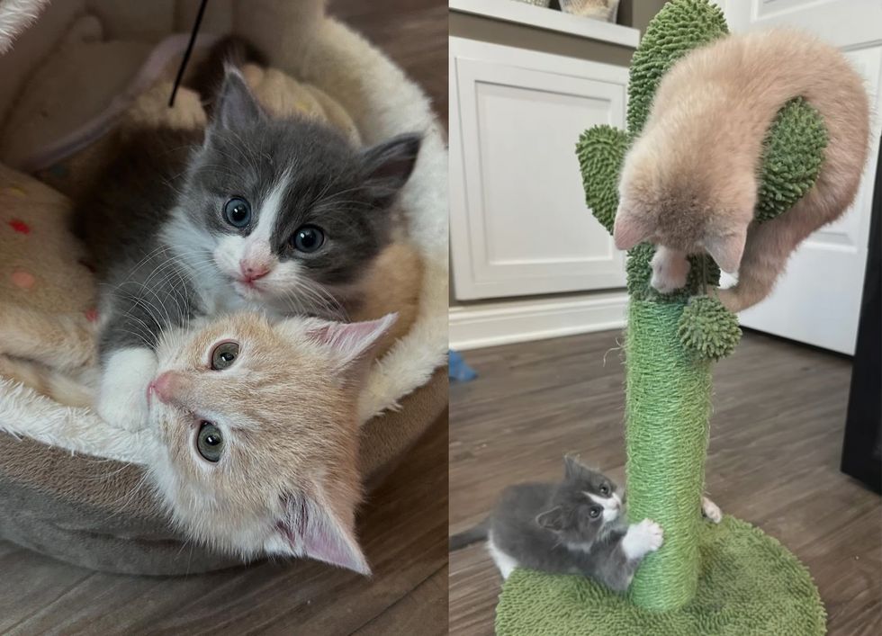 kittens snuggly playful