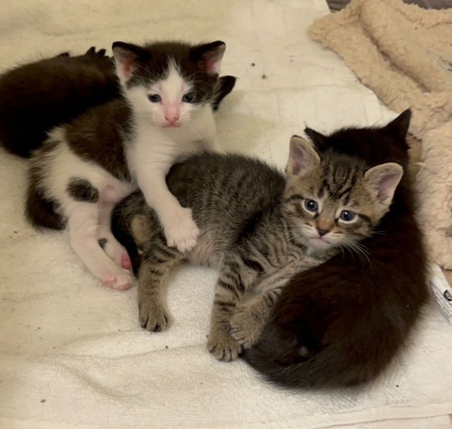 kittens snuggly