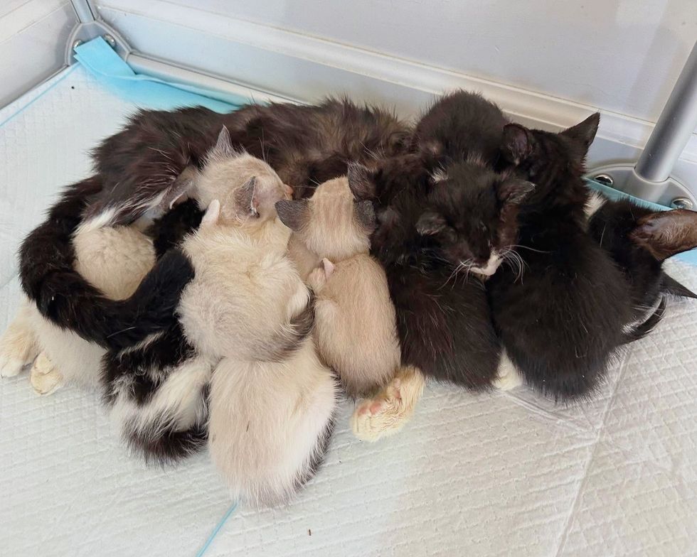 kittens swarming cat