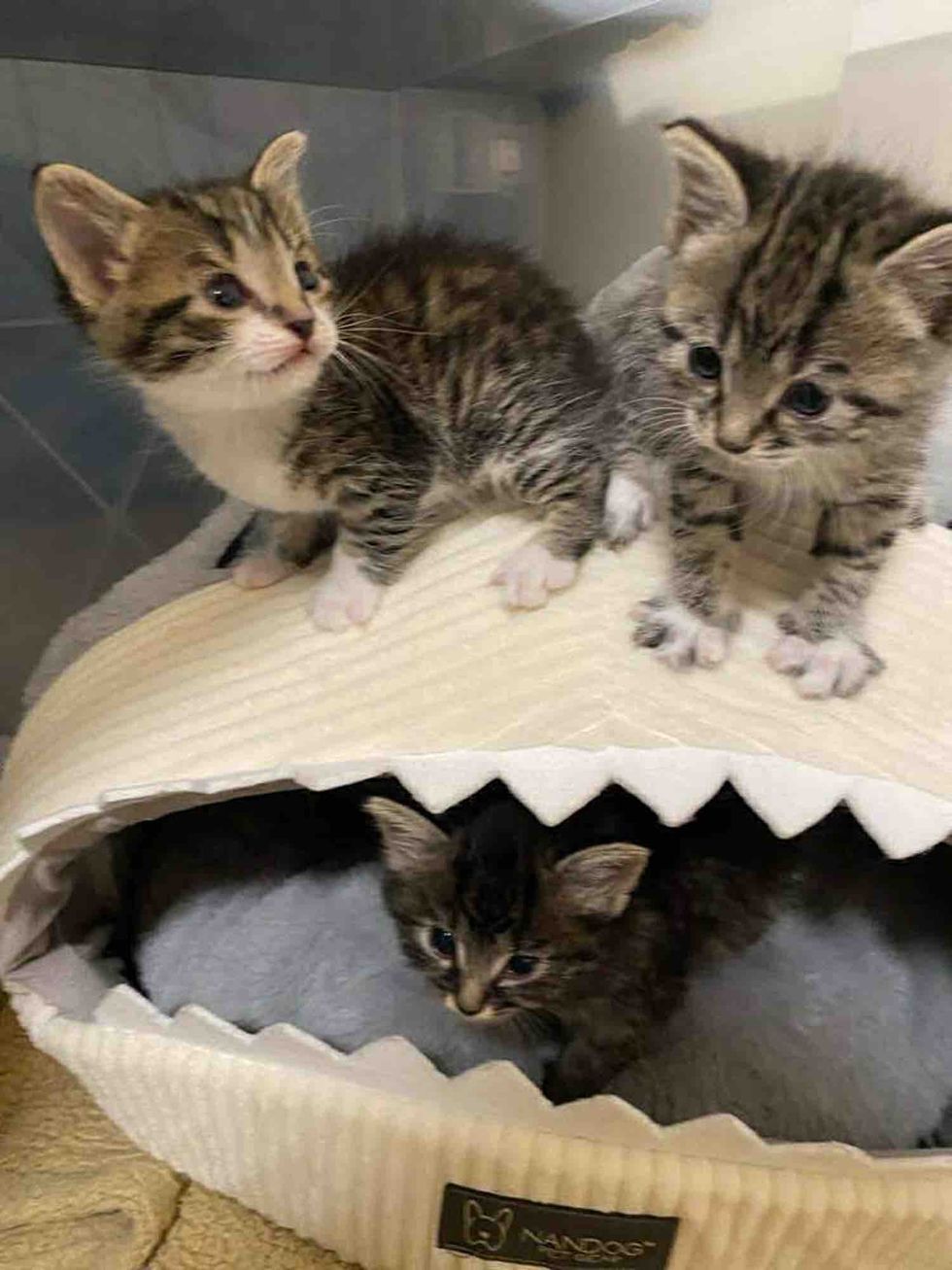 kittens tabbies bed