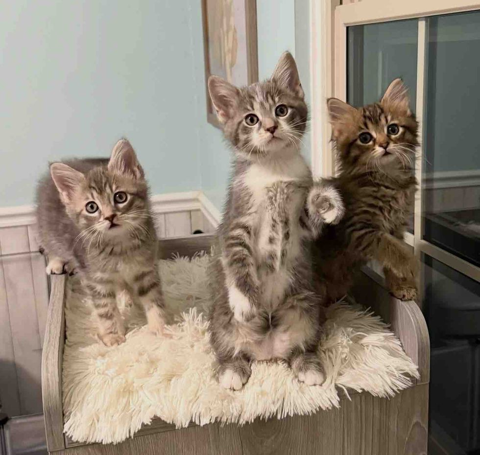 kittens tabbies playful