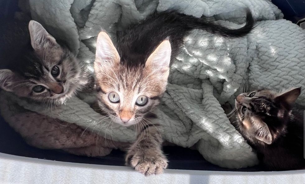 kittens tabbies