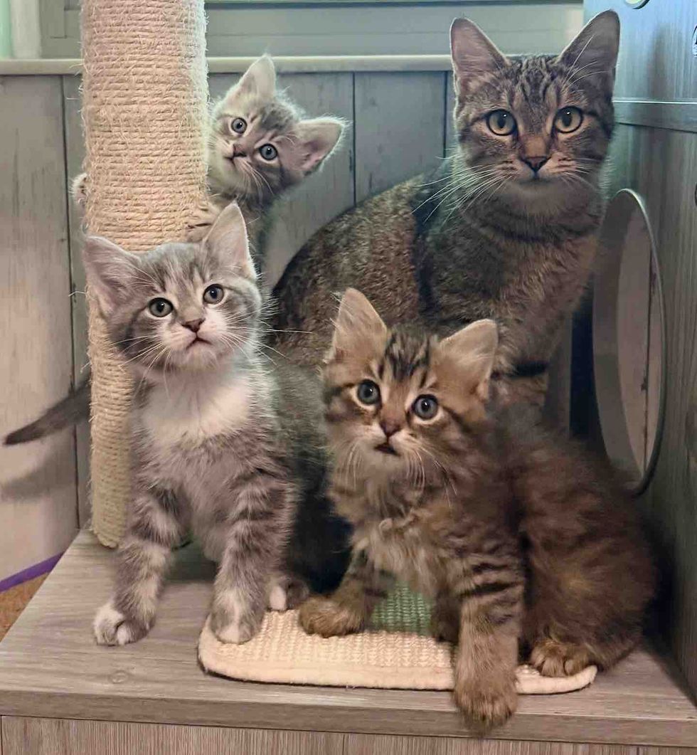 kittens tabby cat mother