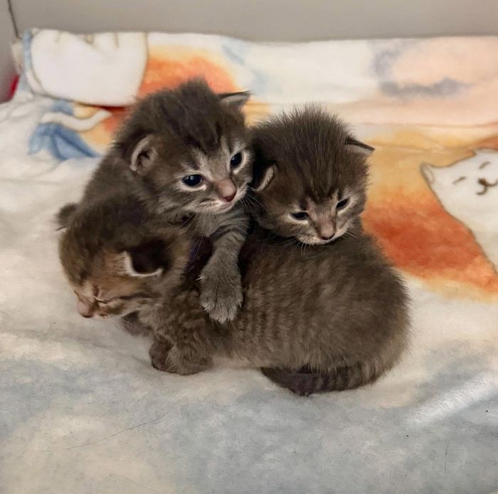 kittens tabby pile