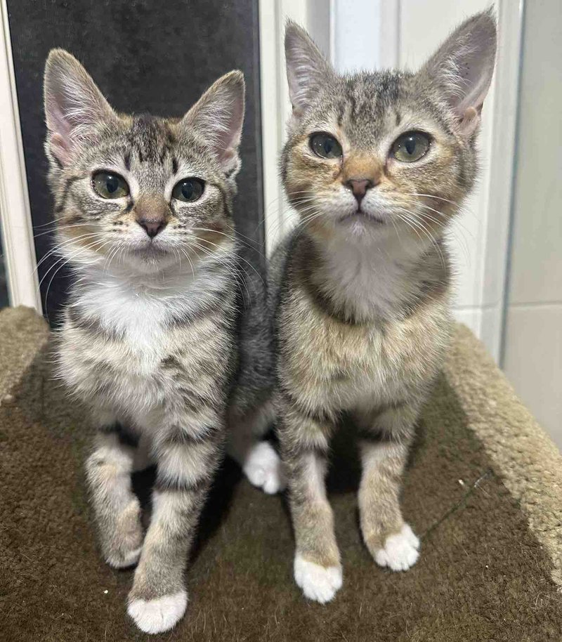 kittens tabby sisters