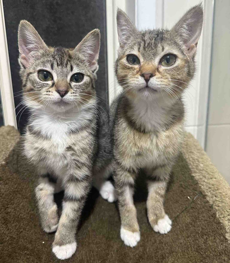 kittens tabby sisters