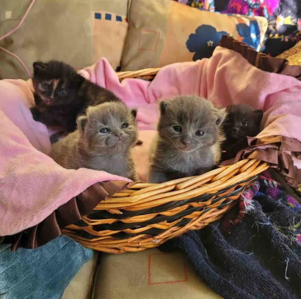 kittens tiny basket