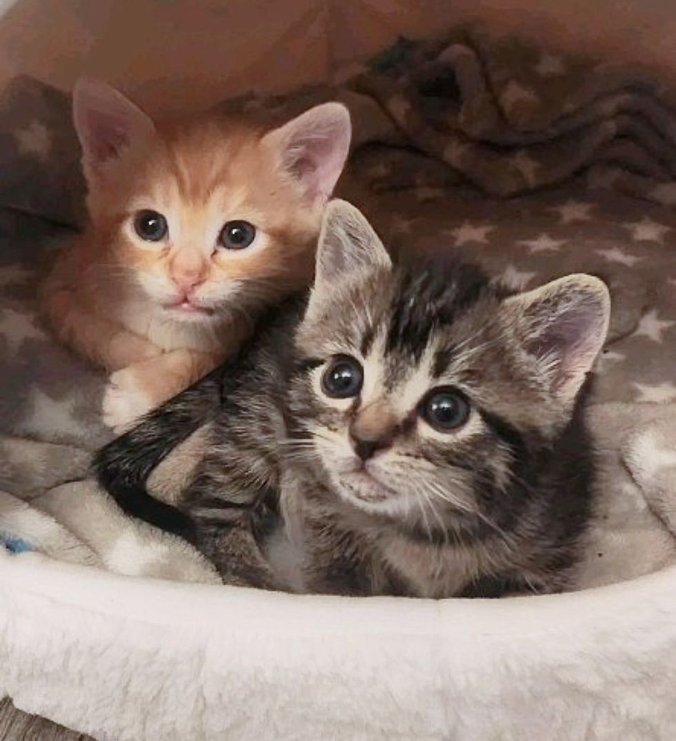 kittens tiny playful