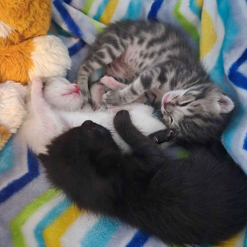 kittens tiny snuggles