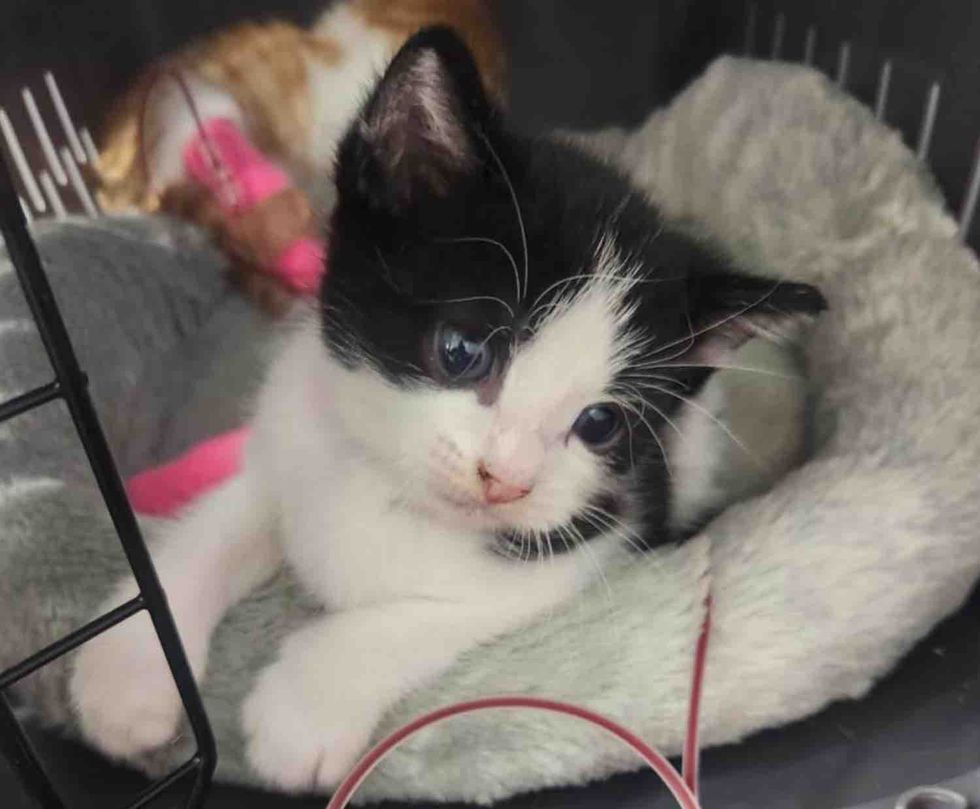 kittens transfusions