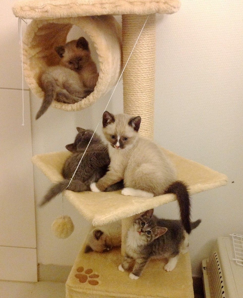 kittens tree playing