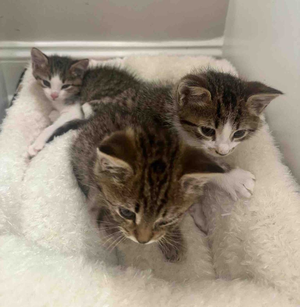 kittens trio reunited