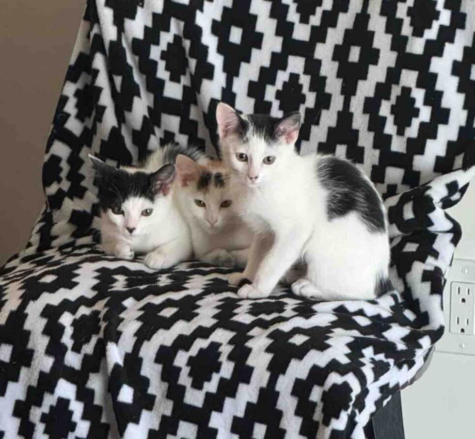 kittens triple home