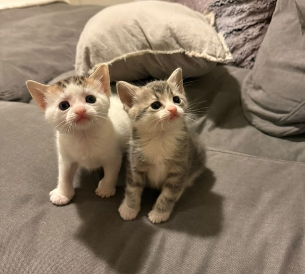 kittens trouble makers cute