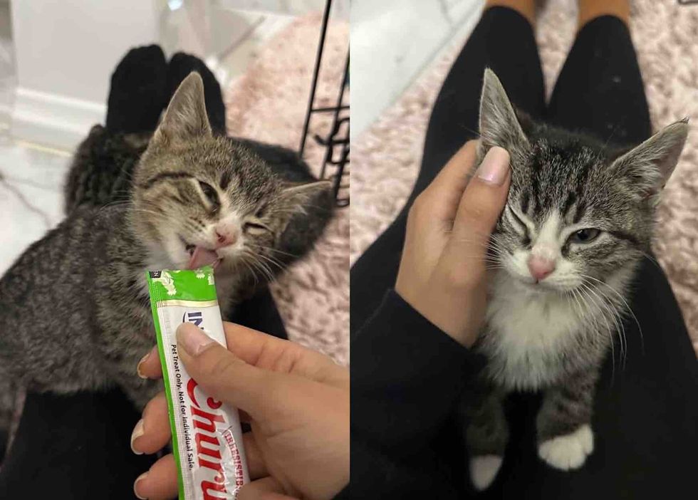 kittens trusting human contact