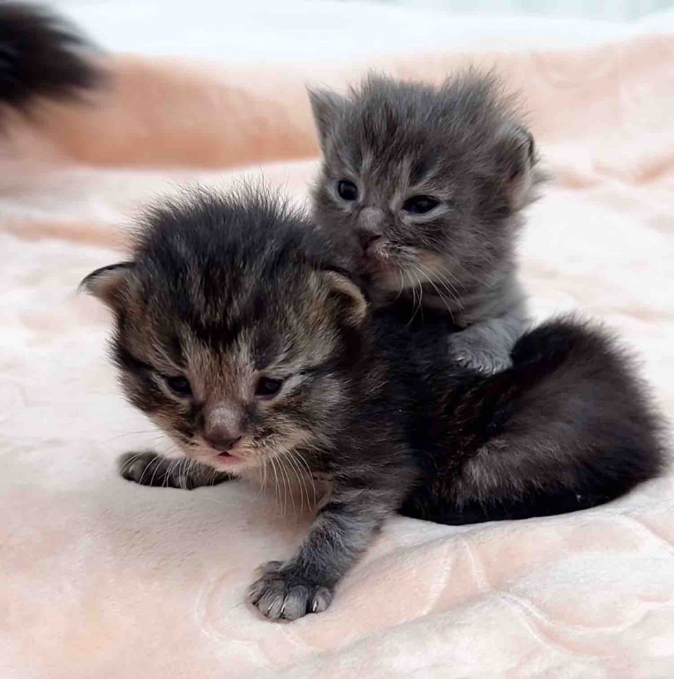 kittens waddles eyes open