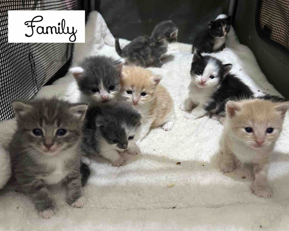 kittens waddling eyes open