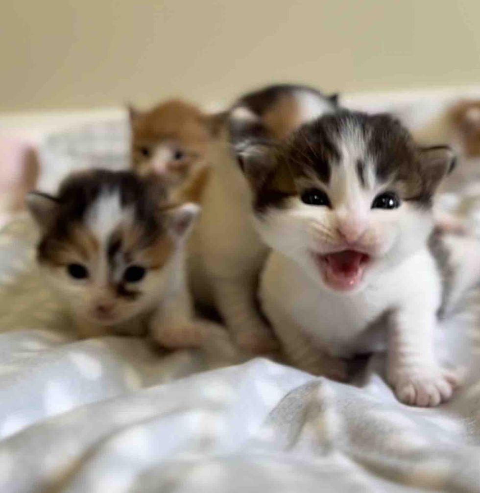 冒険する子猫たち